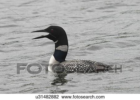 Goose calling in a lake, Lake of The Woods, Ontario, Canada View Large Photo Image Stock Image - Goose calling in a lake, Lake of The Woods, Ontario, Canada. Fotosearch