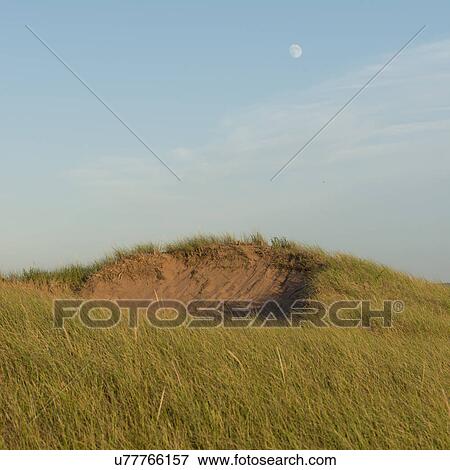 Stock Photo - Grass on hill, North Rustico, Prince Edward Island, Canada. Fotosearch