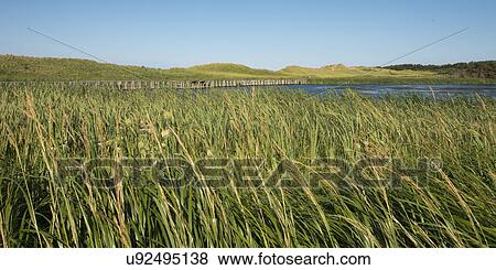 Stock Photo - Grass on marsh at Cavendish Dunelands Trail, Green Gables, Prince Edward Island, Canada. Fotosearch