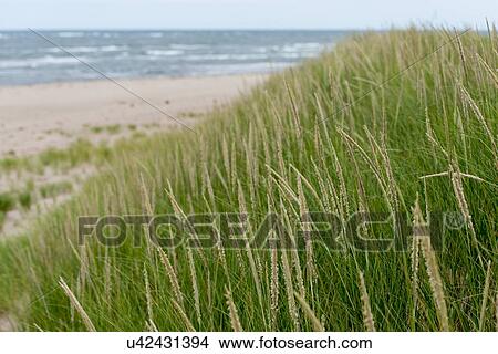 Picture - Grass on the beach, York Point, Prince Edward Island, Canada. Fotosearch