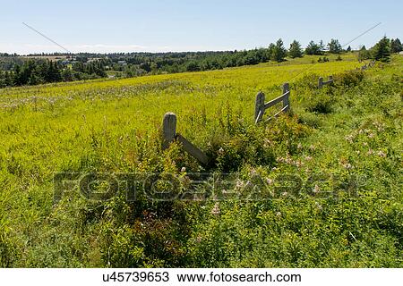 Grassy field, Breadalbane, Prince Edward Island, Canada View Large Photo Image Stock Image - Grassy field, Breadalbane, Prince Edward Island, Canada. Fotosearch