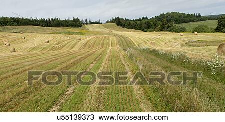 Stock Image - Hay bales in a field, Kensington, Prince Edward Island, Canada. Fotosearch