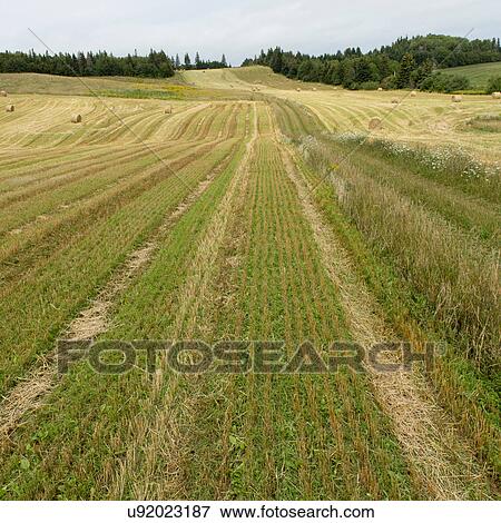 Hay bales in a field, Kensington, Prince Edward Island, Canada View Large Photo Image Stock Photo - Hay bales in a field, Kensington, Prince Edward Island, Canada. Fotosearch