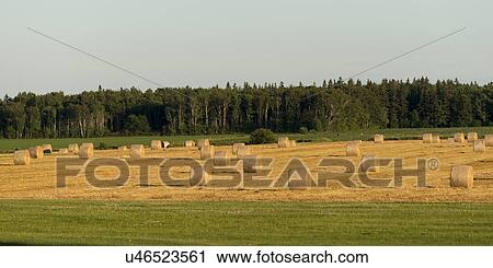Hay bales in a field, Prince Edward Island, Canada View Large Photo Image Stock Image - Hay bales in a field, Prince Edward Island, Canada. Fotosearch