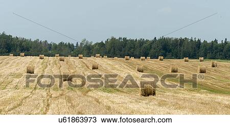 Hay bales in a field, Prince Edward Island, Canada View Large Photo Image Stock Image - Hay bales in a field, Prince Edward Island, Canada. Fotosearch