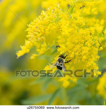 Stock Photo - Honeybee on yellow flowers, North Rustico, Prince Edward Island, Canada. Fotosearch