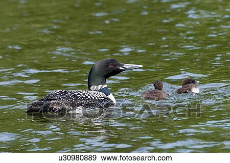 Stock Photo - Loon and chicks in a lake, Lake of The Woods, Ontario, Canada. Fotosearch