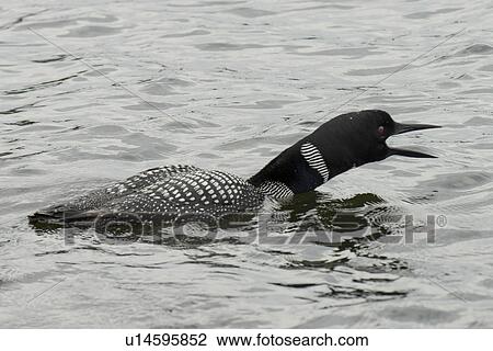 Stock Image - Loon calling in a lake, Lake of The Woods, Ontario, Canada. Fotosearch