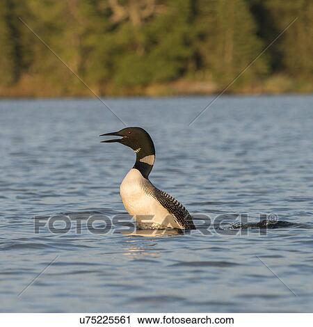 Loon calling in a lake, Lake of The Woods, Ontario, Canada View Large Photo Image Stock Image - Loon calling in a lake, Lake of The Woods, Ontario, Canada. Fotosearch