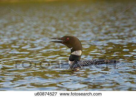 Stock Photo - Loon calling in a lake, Lake of The Woods, Ontario, Canada. Fotosearch