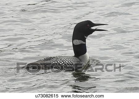 Loon calling in a lake, Lake of The Woods, Ontario, Canada View Large Photo Image Stock Photography - Loon calling in a lake, Lake of The Woods, Ontario, Canada. Fotosearch