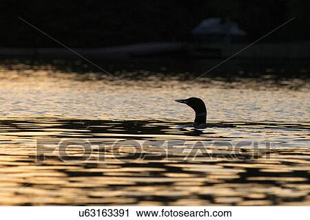 Stock Image - Loon in a lake at sunset, Lake of The Woods, Ontario, Canada. Fotosearch