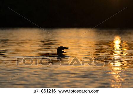 Stock Photograph - Loon in a lake at sunset, Lake of The Woods, Ontario, Canada. Fotosearch