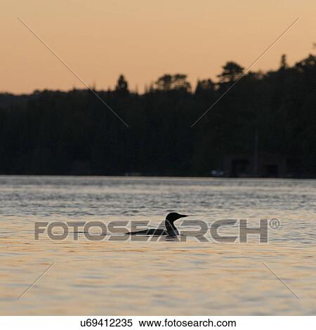 Stock Photography - Loon in a lake at sunset, Lake of The Woods, Ontario, Canada. Fotosearch