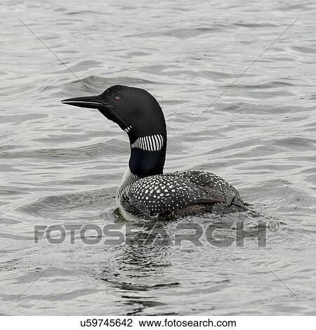 Stock Image - Loon in a lake, Lake of The Woods, Ontario, Canada. Fotosearch