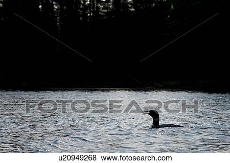 Loon in a lake, Lake of The Woods, Ontario, Canada View Large Photo Image Stock Photo - Loon in a lake, Lake of The Woods, Ontario, Canada. Fotosearch