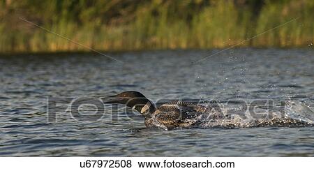 Loon in a lake, Lake of The Woods, Ontario, Canada View Large Photo Image Stock Photo - Loon in a lake, Lake of The Woods, Ontario, Canada. Fotosearch