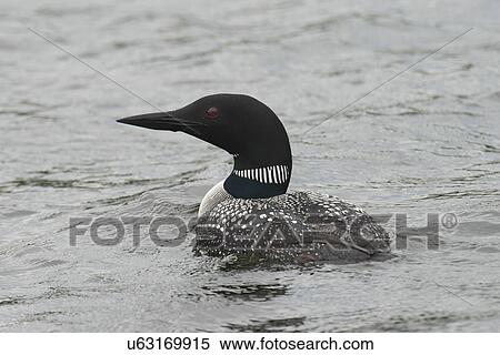 Stock Photography - Loon in a lake, Lake of The Woods, Ontario, Canada. Fotosearch