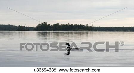 Loon in a lake, Lake of The Woods, Ontario, Canada View Large Photo Image Stock Photography - Loon in a lake, Lake of The Woods, Ontario, Canada. Fotosearch