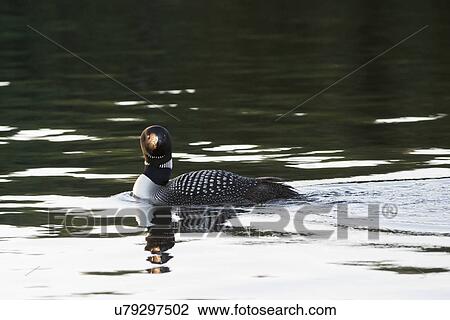 Loon looking at the camera, Lake of The Woods, Ontario, Canada View Large Photo Image Stock Image - Loon looking at the camera, Lake of The Woods, Ontario, Canada. Fotosearch