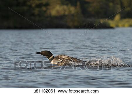 Stock Image - Loon skimming over the water, Lake of The Woods, Ontario, Canada. Fotosearch