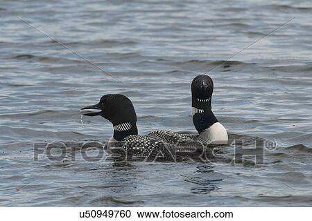 Stock Image - Loons in a lake, Lake of The Woods, Ontario, Canada. Fotosearch