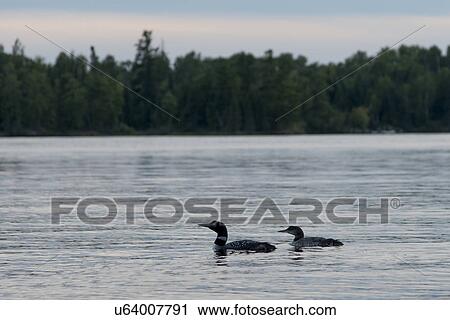 Stock Image - Loons in a lake, Lake of The Woods, Ontario, Canada. Fotosearch