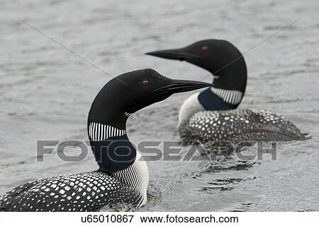Loons in a lake, Lake of The Woods, Ontario, Canada View Large Photo Image Stock Photo - Loons in a lake, Lake of The Woods, Ontario, Canada. Fotosearch