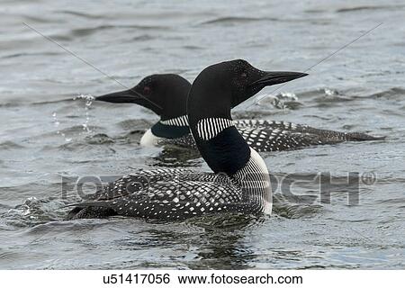 Stock Photograph - Loons in a lake, Lake of The Woods, Ontario, Canada. Fotosearch