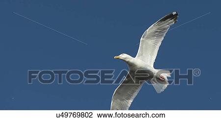 Low angle view of a seagull flying in the sky, Lake of The Woods, Ontario, Canada View Large Photo Image Stock Image - Low angle view of a seagull flying in the sky, Lake of The Woods, Ontario, Canada. Fotosearch