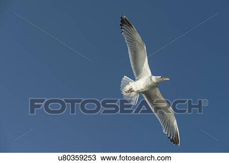 Low angle view of a seagull flying in the sky, Lake of The Woods, Ontario, Canada View Large Photo Image Stock Image - Low angle view of a seagull flying in the sky, Lake of The Woods, Ontario, Canada. Fotosearch