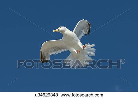 Low angle view of a seagull flying in the sky, Unorganized Kenora, Kenora, Lake of The Woods, Ontario, Canada View Large Photo Image Stock Photo - Low angle view of a seagull flying in the sky, Unorganized Kenora, Kenora, Lake of The Woods, Ontario, Canada. Fotosearch