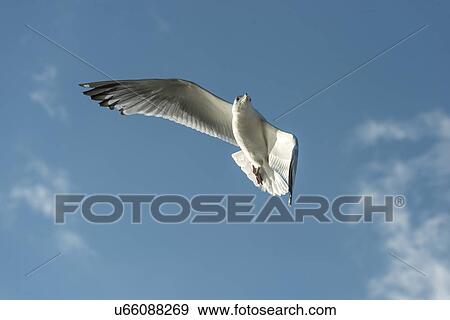 Stock Photo - Low angle view of a seagull flying in the sky, Lake of The Woods, Ontario, Canada. Fotosearch