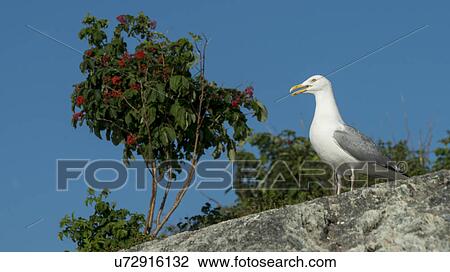 Low angle view of a seagull perching, Kenora, Lake of The Woods, Ontario, Canada View Large Photo Image Stock Image - Low angle view of a seagull perching, Kenora, Lake of The Woods, Ontario, Canada. Fotosearch