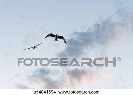 Low angle view of birds flying in the sky, Kenora, Lake of The Woods, Ontario, Canada View Large Photo Image Picture - Low angle view of birds flying in the sky, Kenora, Lake of The Woods, Ontario, Canada. Fotosearch
