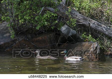Stock Photography - Mallard Ducks (Anas platyrhynchos) in a lake, Lake of The Woods, Ontario, Canada. Fotosearch