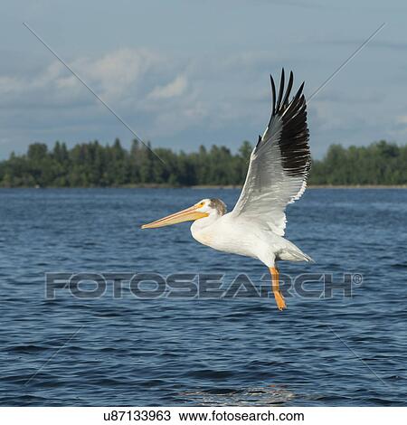 Stock Image - Pelican flying over a lake, Lake of The Woods, Ontario, Canada. Fotosearch