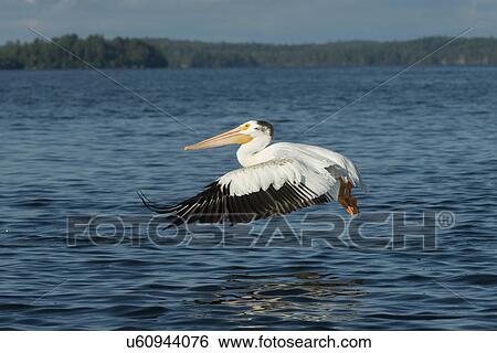 Pelican flying over a lake, Lake of The Woods, Ontario, Canada View Large Photo Image Stock Photograph - Pelican flying over a lake, Lake of The Woods, Ontario, Canada. Fotosearch