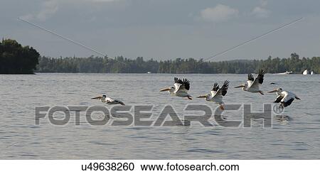 Pelicans flying over a lake, Kenora, Lake of The Woods, Ontario, Canada View Large Photo Image Stock Image - Pelicans flying over a lake, Kenora, Lake of The Woods, Ontario, Canada. Fotosearch