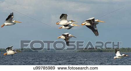 Pelicans flying over a lake, Kenora, Lake of The Woods, Ontario, Canada View Large Photo Image Stock Photo - Pelicans flying over a lake, Kenora, Lake of The Woods, Ontario, Canada. Fotosearch