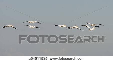 Pelicans flying over a lake, Kenora, Lake of The Woods, Ontario, Canada View Large Photo Image Stock Photography - Pelicans flying over a lake, Kenora, Lake of The Woods, Ontario, Canada. Fotosearch