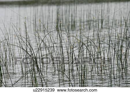 Stock Photo - Reed in a lake, Lake of The Woods, Ontario, Canada. Fotosearch