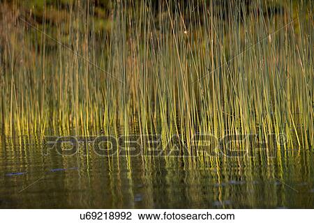 Stock Image - Reeds in a lake, Lake of The Woods, Ontario, Canada. Fotosearch