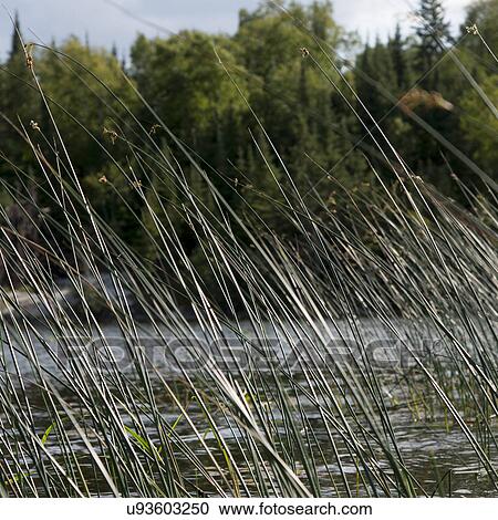 Reeds in a lake, Lake of The Woods, Ontario, Canada View Large Photo Image Stock Image - Reeds in a lake, Lake of The Woods, Ontario, Canada. Fotosearch