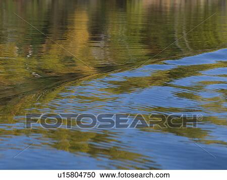 Reflection of trees on water, Kenora, Lake of The Woods, Ontario, Canada View Large Photo Image Stock Image - Reflection of trees on water, Kenora, Lake of The Woods, Ontario, Canada. Fotosearch