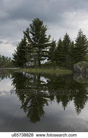 Reflection of trees on water, Lake of The Woods, Ontario, Canada View Large Photo Image Stock Photo - Reflection of trees on water, Lake of The Woods, Ontario, Canada. Fotosearch