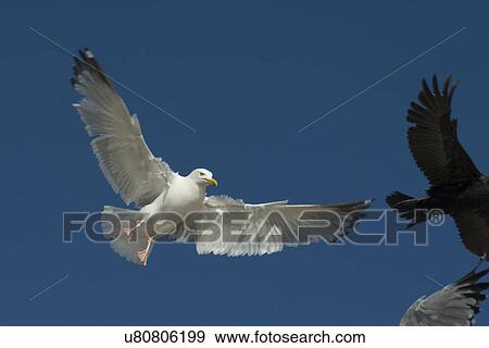 Stock Photo - Seagull and Double-Crested Cormorant (Phalacrocorax auritus) flying in the sky, Kenora, Lake of The Woods, Ontario, Canada. Fotosearch