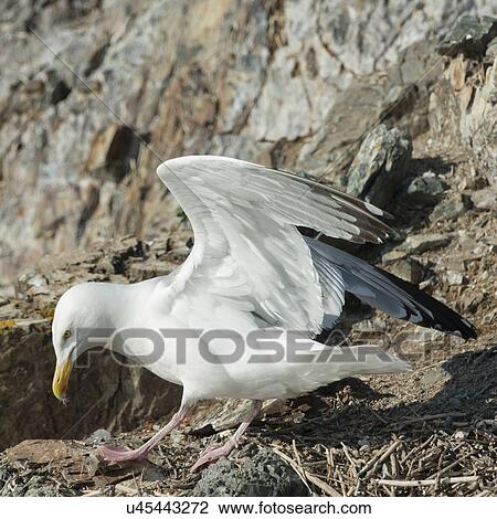 Seagull at coast, Kenora, Lake of The Woods, Ontario, Canada View Large Photo Image Stock Image - Seagull at coast, Kenora, Lake of The Woods, Ontario, Canada. Fotosearch