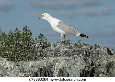 Picture - Seagull calling at coast, Lake of The Woods, Ontario, Canada. Fotosearch