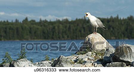 Seagull calling on a rock, Kenora, Lake of The Woods, Ontario, Canada View Large Photo Image Stock Image - Seagull calling on a rock, Kenora, Lake of The Woods, Ontario, Canada. Fotosearch